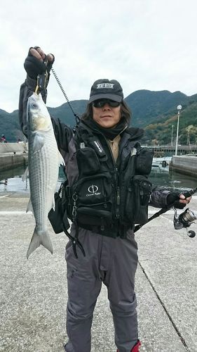 ボラの釣果