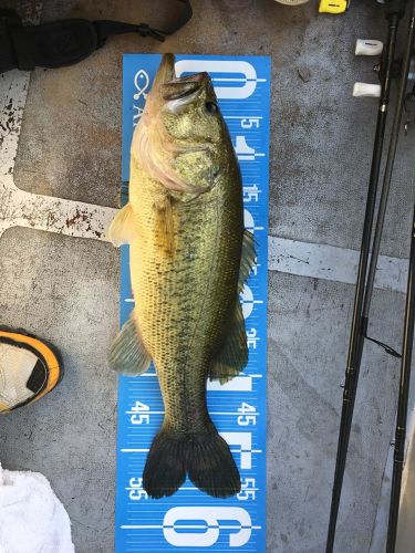 ブラックバスの釣果