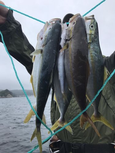 ショゴの釣果