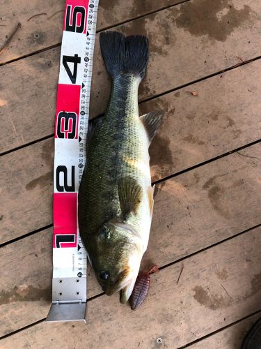 ブラックバスの釣果