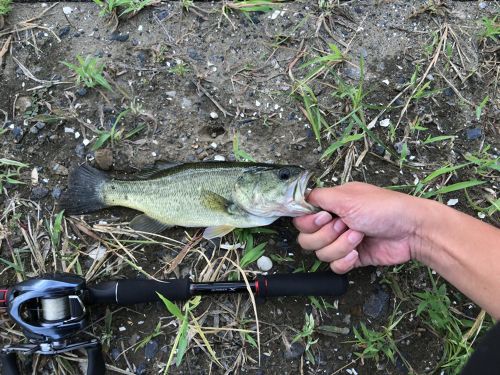 ラージマウスバスの釣果