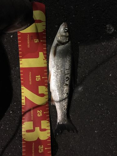 ウグイの釣果