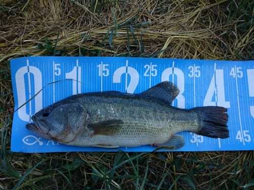 ブラックバスの釣果