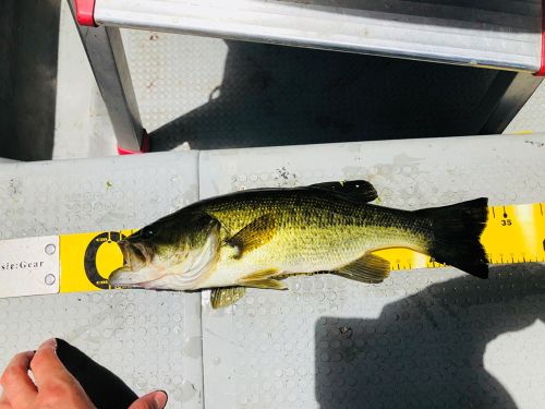 ブラックバスの釣果