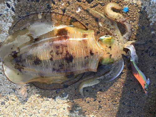 アオリイカの釣果