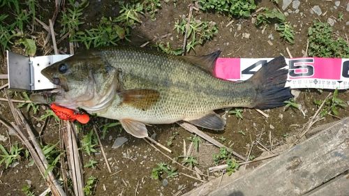 ブラックバスの釣果