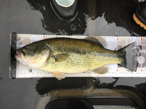 ブラックバスの釣果