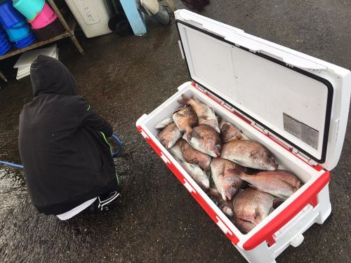 マダイの釣果