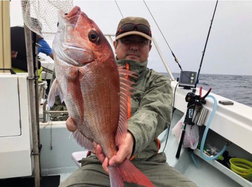 マダイの釣果