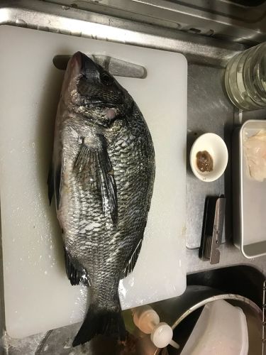 クロダイの釣果