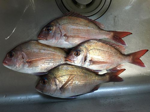 マダイの釣果