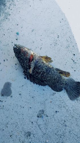 タケノコメバルの釣果