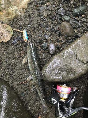 アメマスの釣果