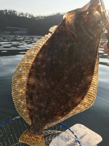 ヒラメの釣果