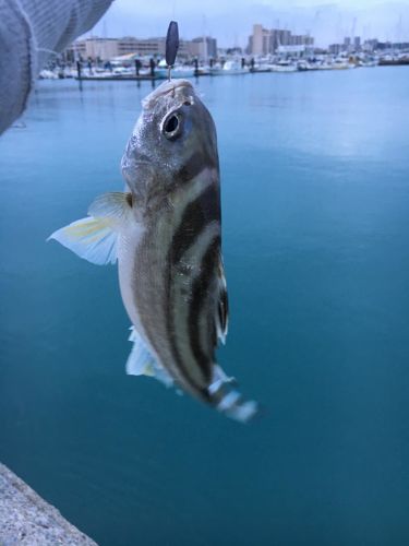 クワガナーの釣果