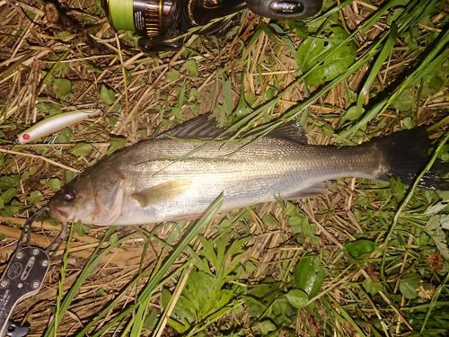 シーバスの釣果