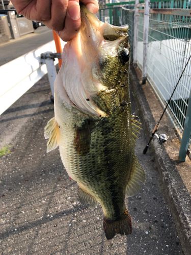 ラージマウスバスの釣果