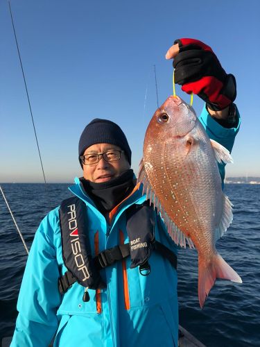 マダイの釣果