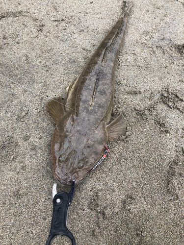 コチの釣果