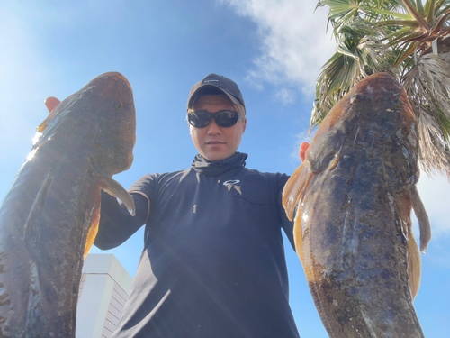 マゴチの釣果