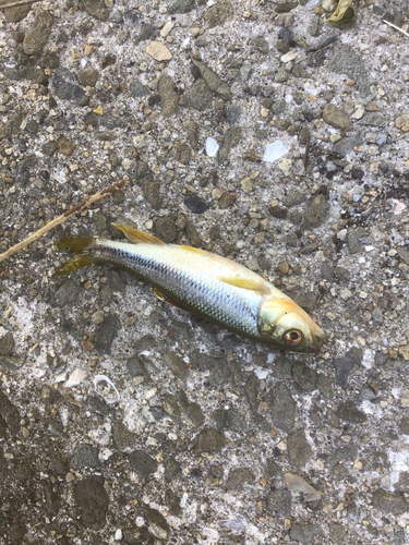 カワムツの釣果