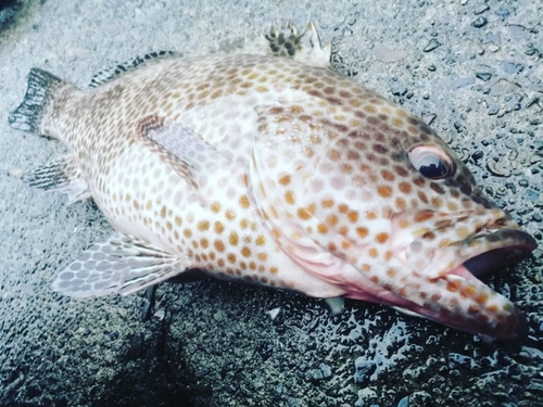 オオモンハタの釣果