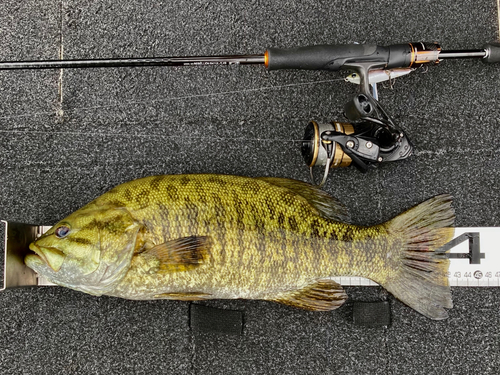 スモールマウスバスの釣果