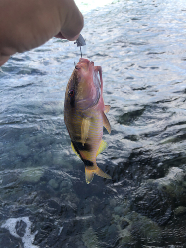 オジサンの釣果