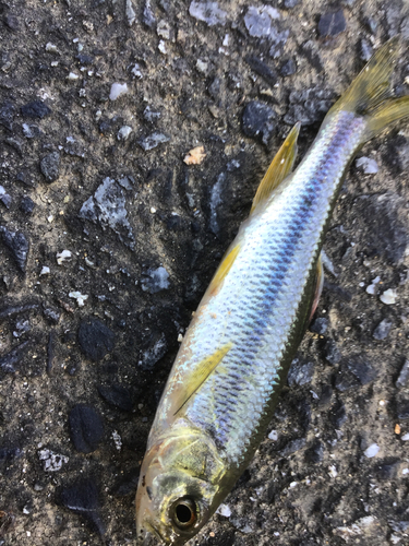 カワムツの釣果