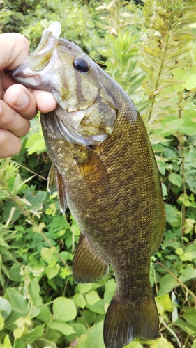 スモールマウスバスの釣果