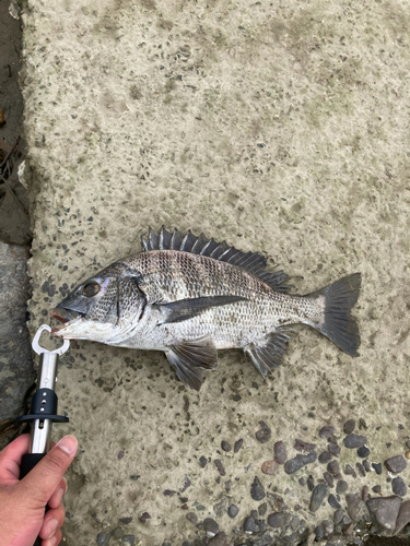 クロダイの釣果