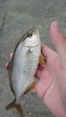 ショッコの釣果