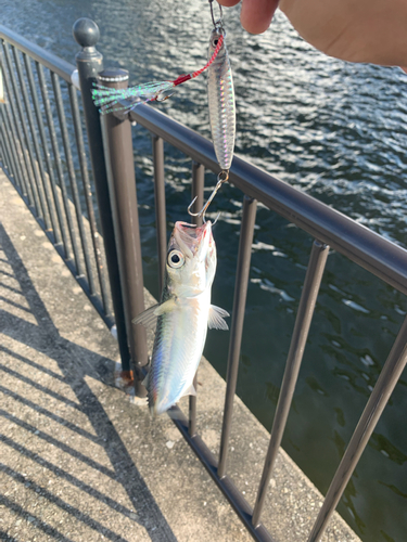 サバの釣果