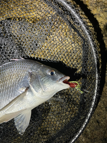 キビレの釣果