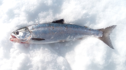 サクラマスの釣果