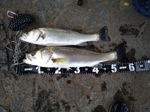 シーバスの釣果