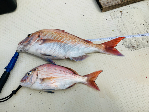 マダイの釣果