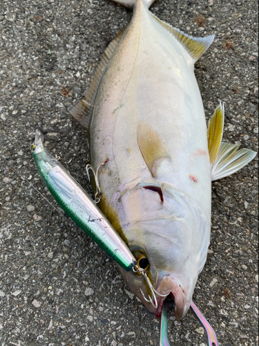 ショゴの釣果