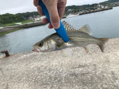 セイゴ（タイリクスズキ）の釣果