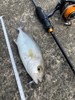 ショゴの釣果