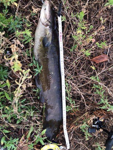 ニホンナマズの釣果