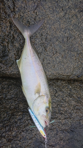 ショッコの釣果