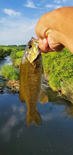 釣果