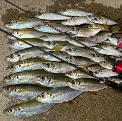 アジの釣果