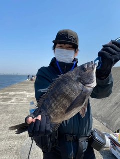 チヌの釣果