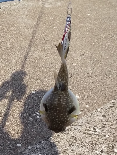 クサフグの釣果