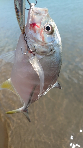 釣果