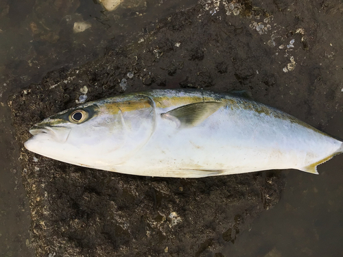 ヤズの釣果