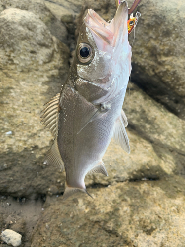 セイゴ（マルスズキ）の釣果