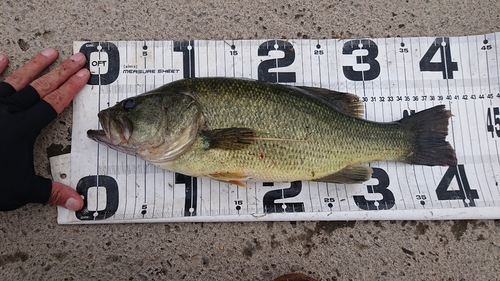 ブラックバスの釣果